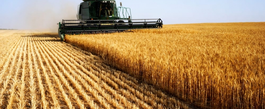 Five Grain Investments to Buy for Income Amid Famine, Inflation