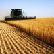 Five Dividend-paying Agricultural Investments to Buy As Putin Glorifies War